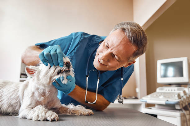 Best After-Hours Emergency Dentist in Parsons, WV